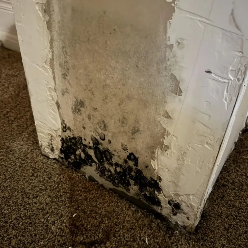 Professional Mold Removal in Stony Point, MI